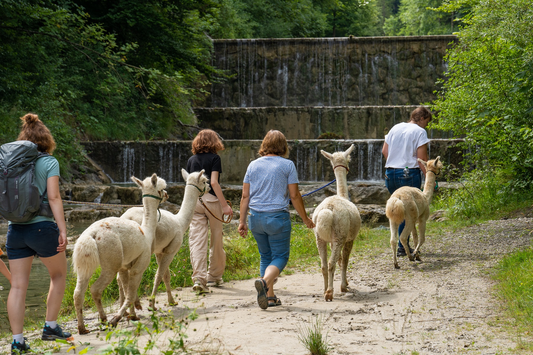 Wanderung mit Alpakas und Lamas