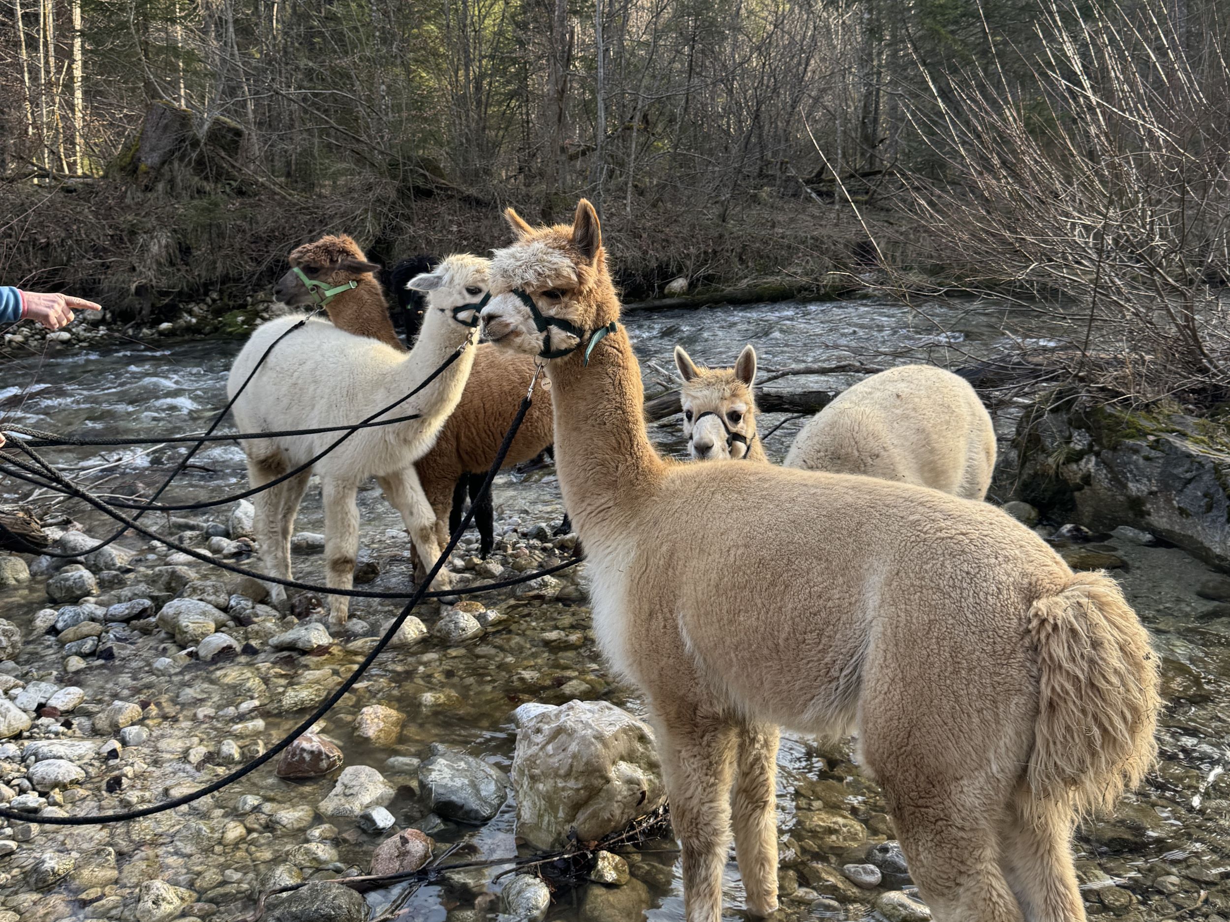 ALPaca Wanderung