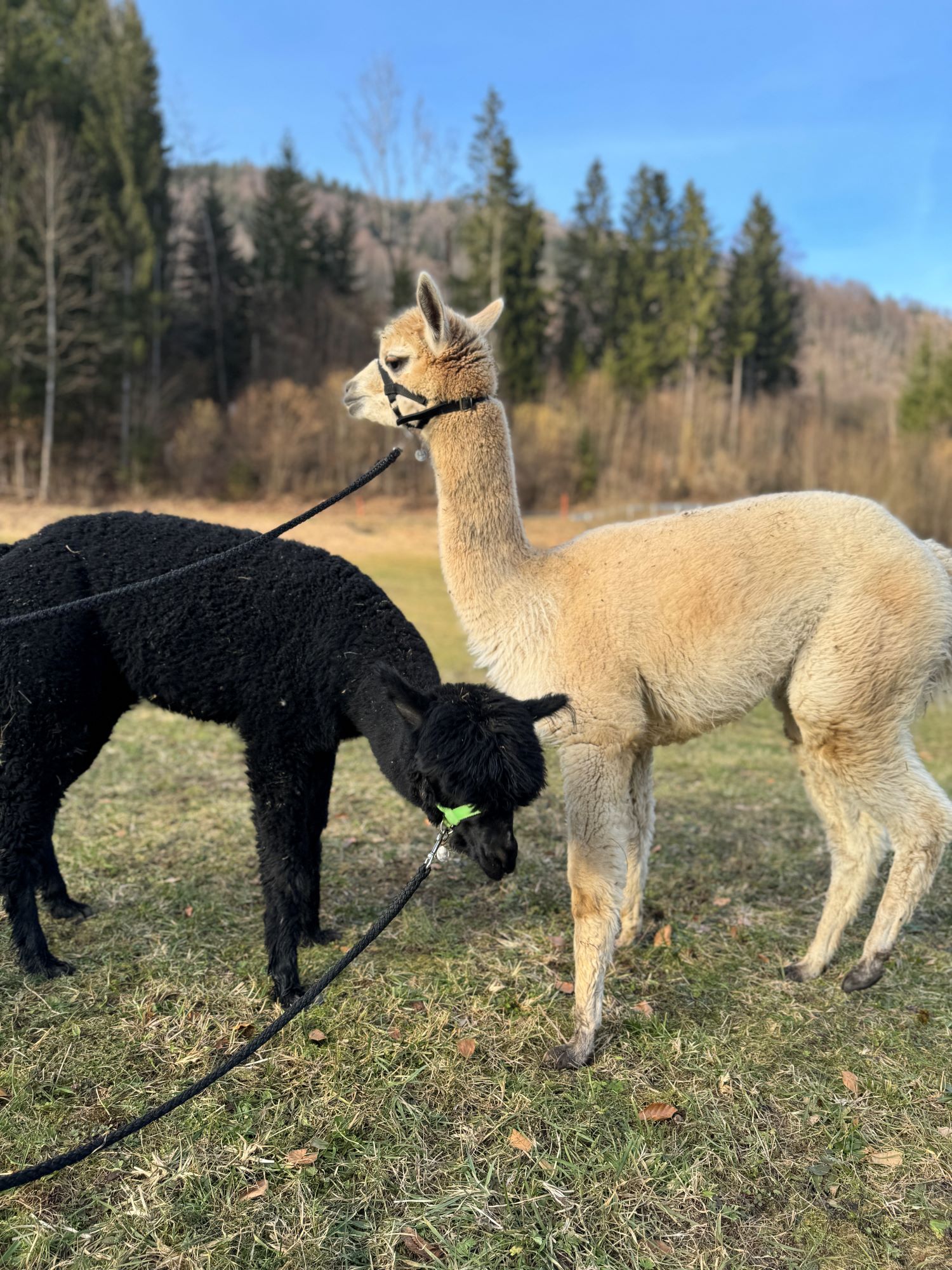 ALPaca Wanderung